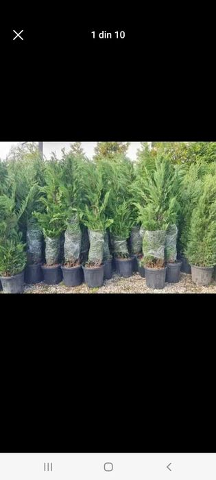 Vindem plante ornamentale tuia spiral măslin palmieri mestecân palmier