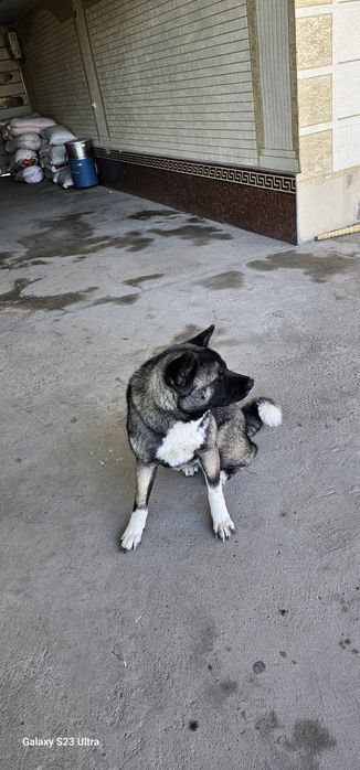 собака Американская акита