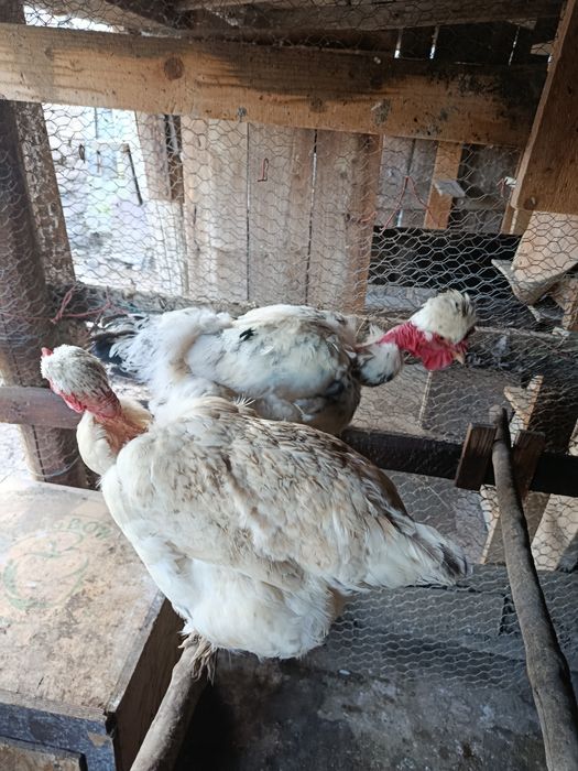 Vând pasari crescute bio de tăiat sau de ținut