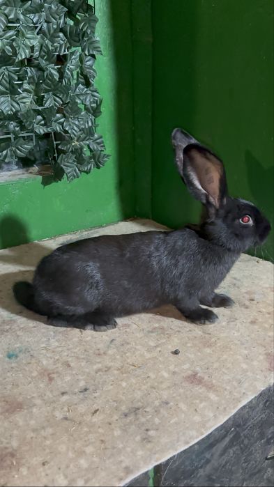 Masculași din rasa Fluture german