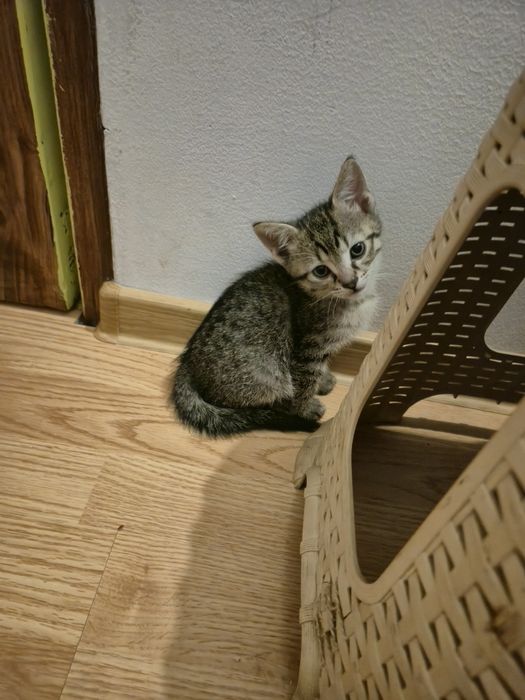 Ofer spre adoptie 3 motani si 1 pisica