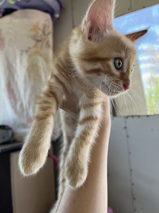 Отдам Кота Бесплатно