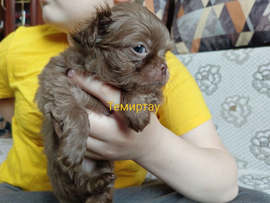 Шикарный малыш чихуахуа