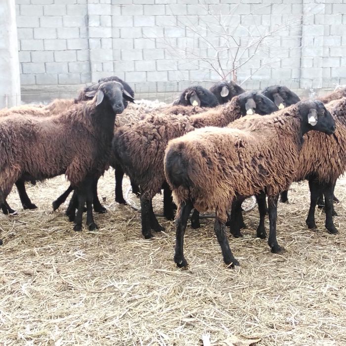 3 жасар Қошқарлар