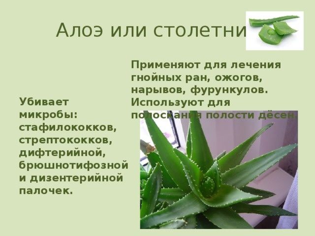 Лечебный цветок Алоэ Вера