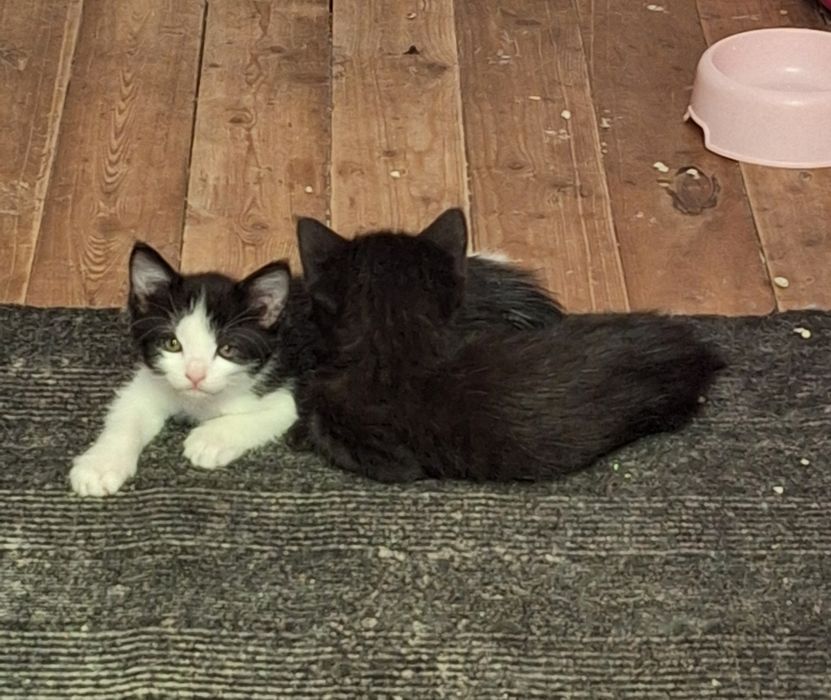 Отдам котят бесплатно
