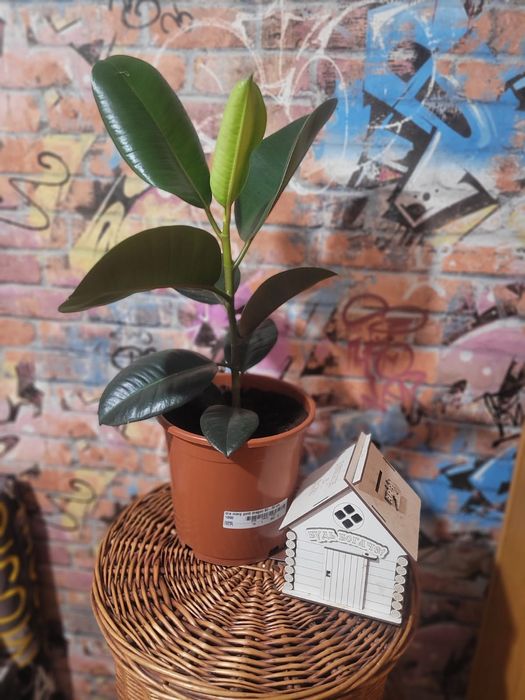 Распродажа цветов домашние