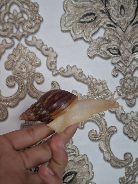 Ulitka fulika reticulatalar gigant zotlari