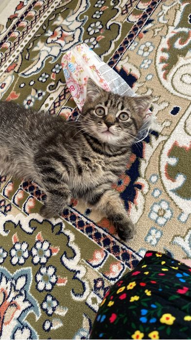 Шотландскии котёнок