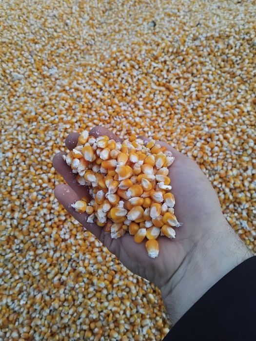 Vand graunte soi sticlos