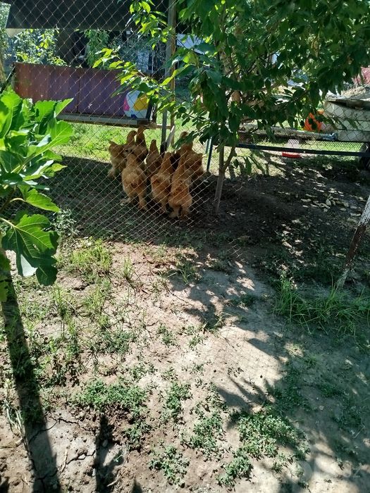 Продажа цыплята брама 3 месяца