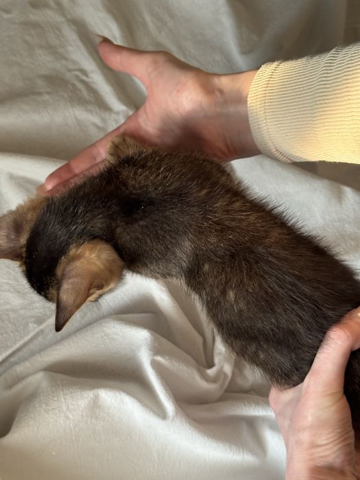 абиссинские котята