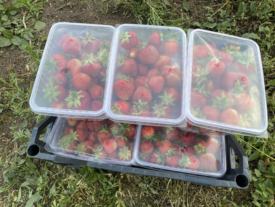 Продам Клубнику сорт Альбион