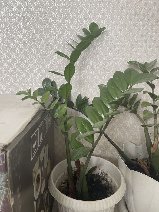 Комнатные цветы доллар