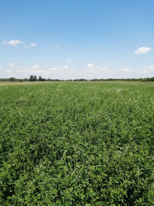 Lucerna de vânzare 1 ha 15 lei arul
