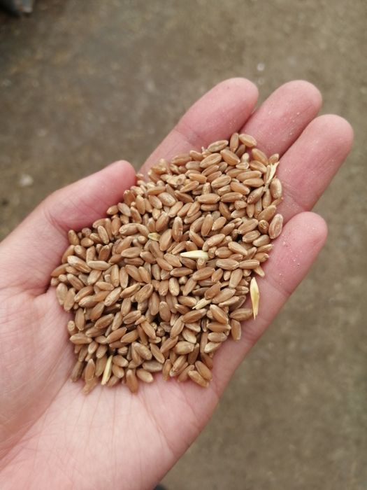 Пшеница/Зерно 2025