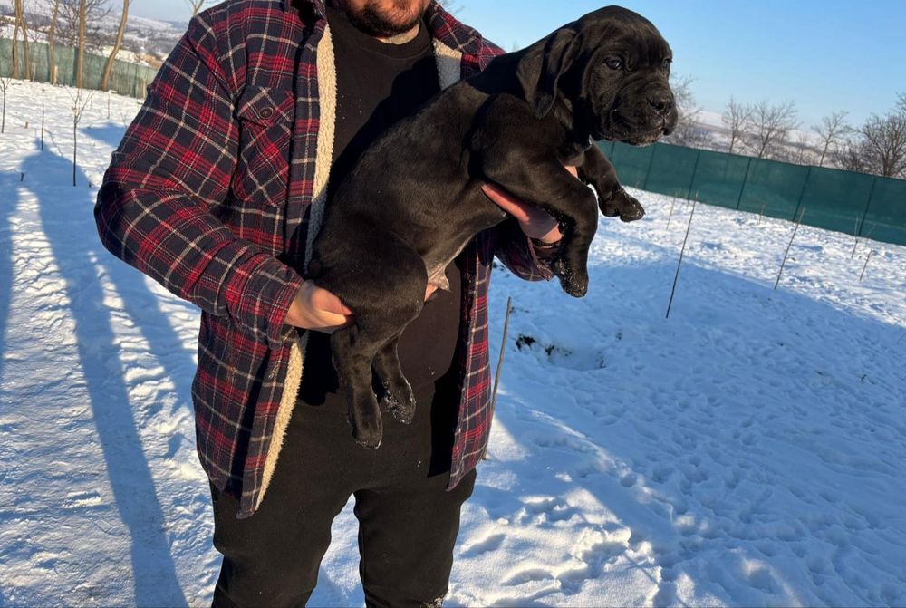 Vând câini Cane Corso, au 3 luni , 350 euro negociabil