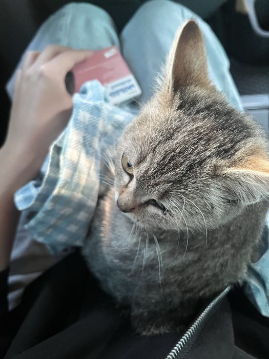 Отдам котёнка в добрые руки!