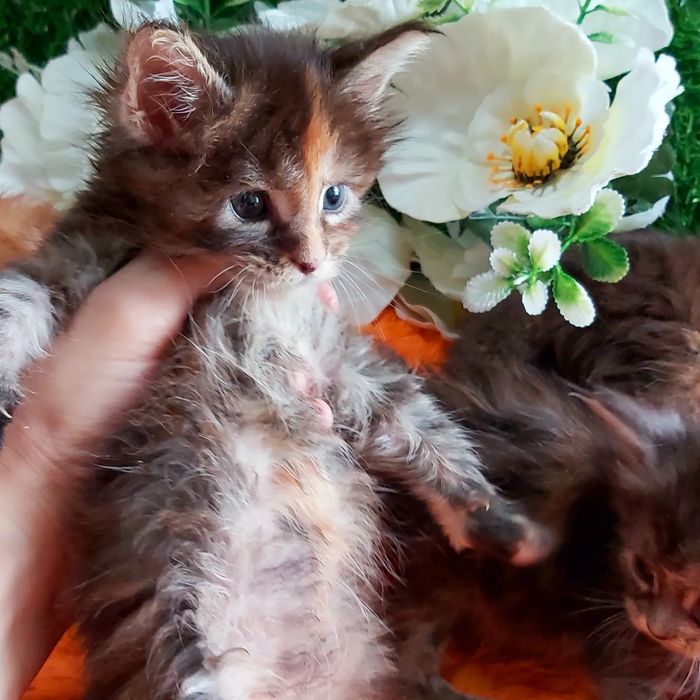 Мейн- Кунчики. "КУНЯШИ". Бронь и готовые