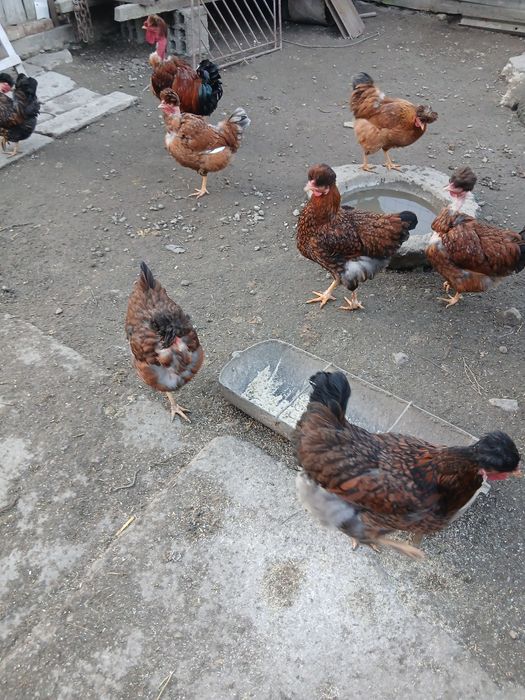 Gaini motate  golase