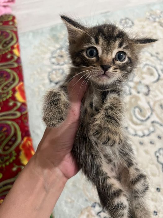 Даром ОтдаюКотят. Мамочка тоже