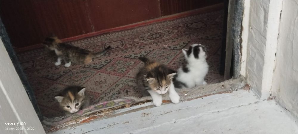 Кошка бесплатно возможно.