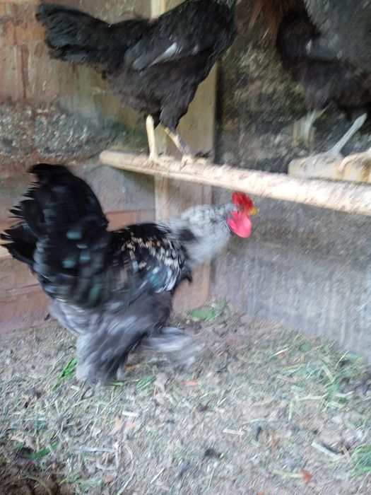 Петухи кара шахзода брама