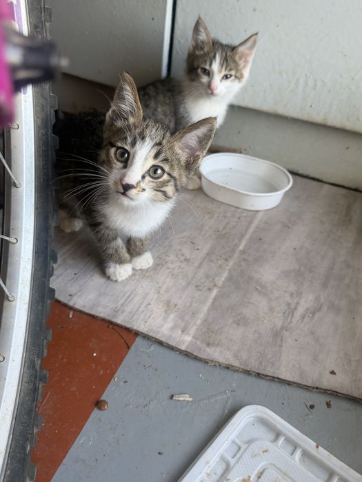 Котята котики кошки в хорошие руки бесплатно
