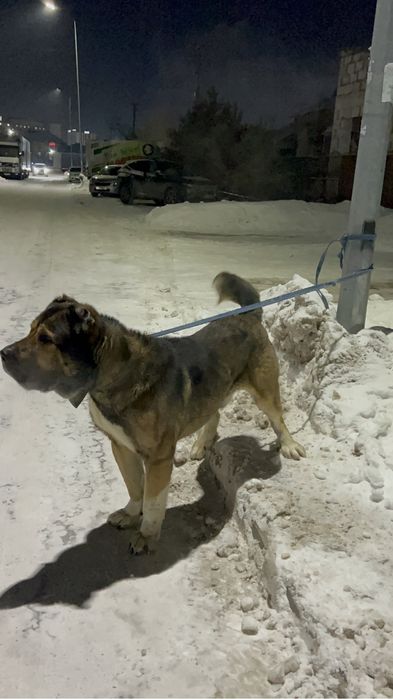 На вязку кобели сао кв