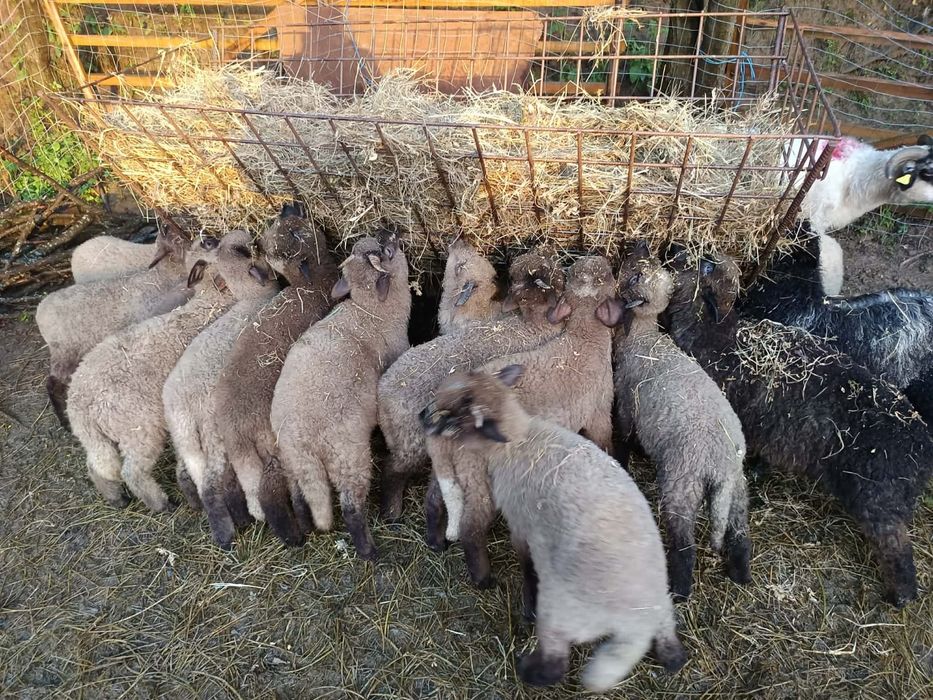 30 de miei și 1 mioara Preț între 280 și 400 bucata