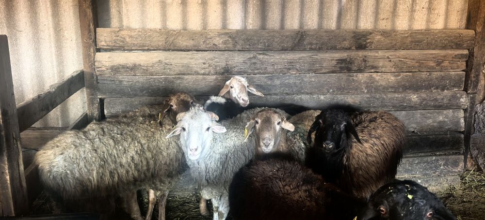 Семіз қой тоқтылар