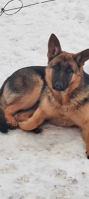 Catelusa ciobanesc german, 7 luni