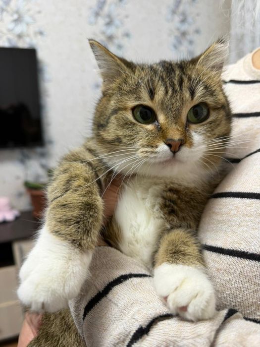 Отда мошку в хорошие руки.