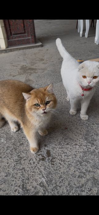 Вязка кошек   Мушук. Чатиштириш