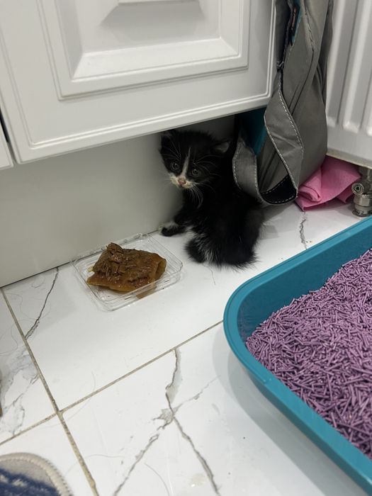 Котенок маленький