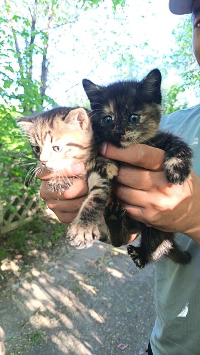 Дарю котят!!! Срочно