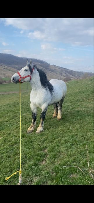 Armasar de vanzare sau schimb