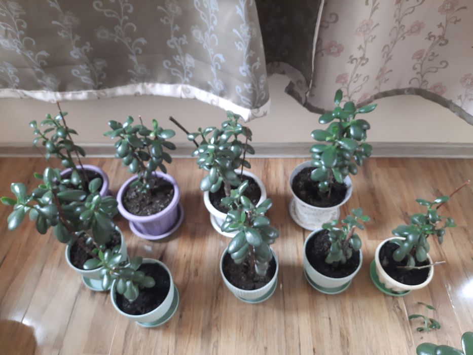 Продам денежное дерево