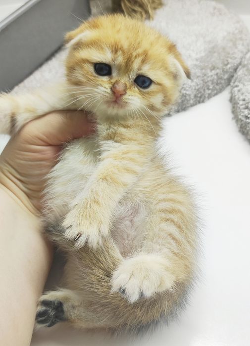 Котик ВислоУхий ШотЛандСкий