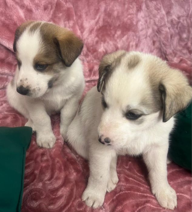 Отдадим щенков в хорошие руки