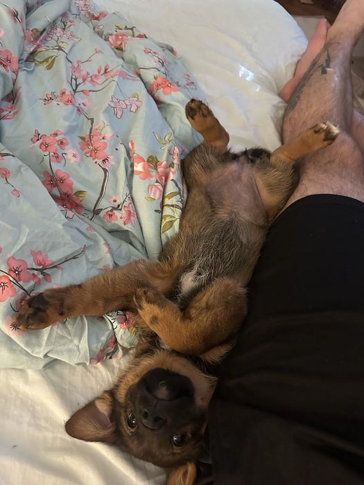Cățelușa spre adoptie
