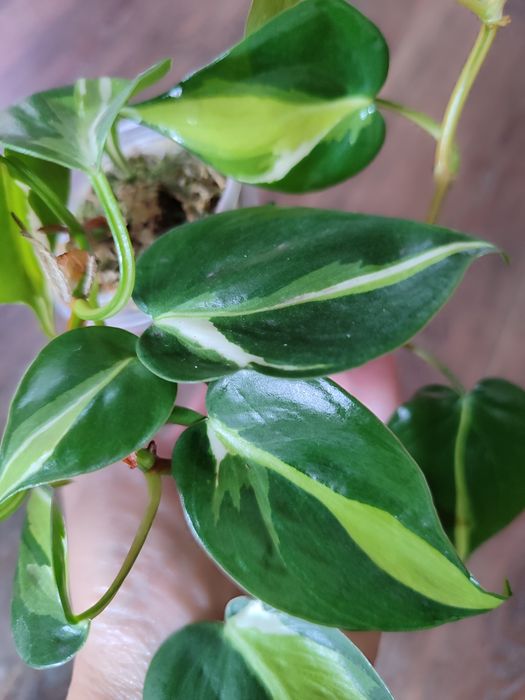 Филодендрон Медиопикта Триколор