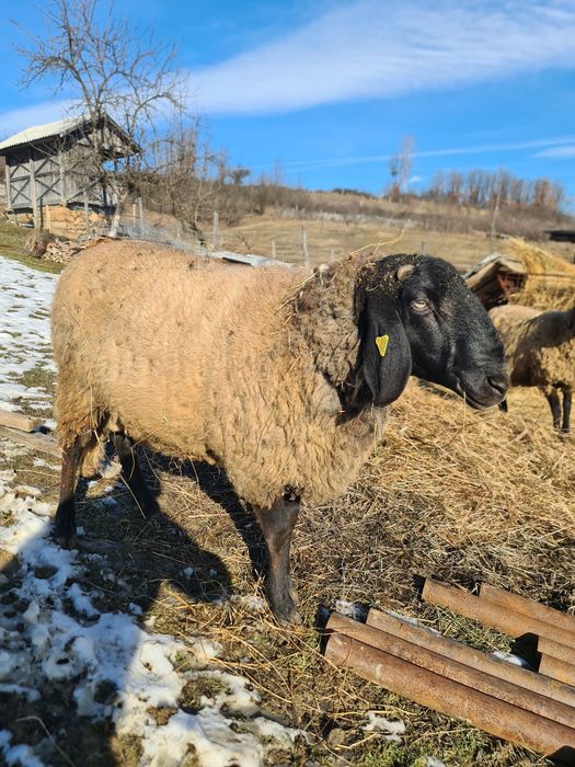 Vând berbec carabaș