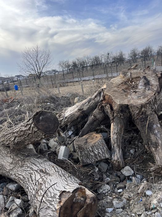 Nuc radacina diametru 90