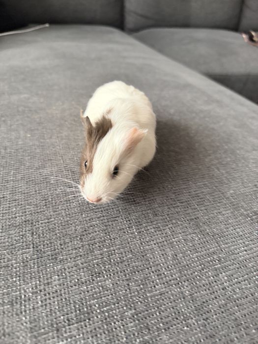 Porcusori de Guineea