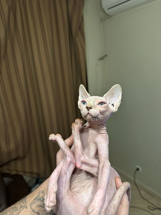 Сфинкс Котенце Sphynx