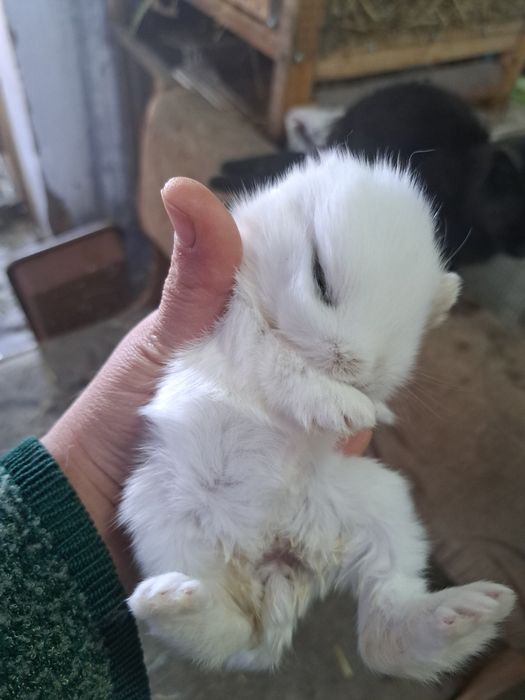 Декоративный кролик