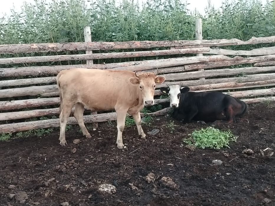 Продам телок 1,6 годовалых. Телки