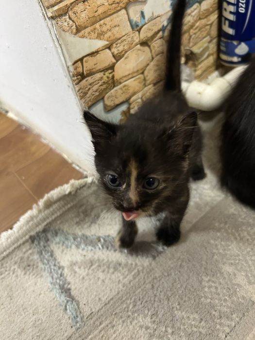 Котята 3 месяца