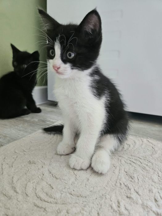 Котята 1 месяц девочка и мальчик